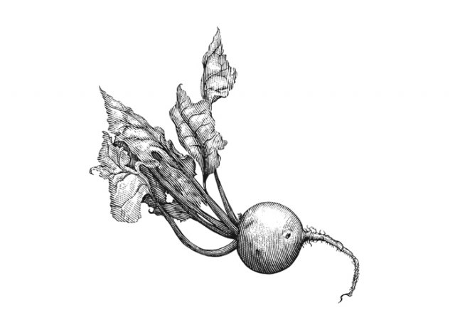 Beet