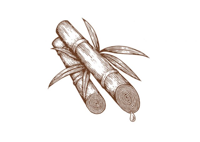 Sugarcane-woodcut