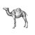Camel-Art-stock