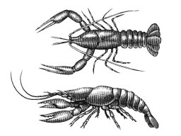 crayfish