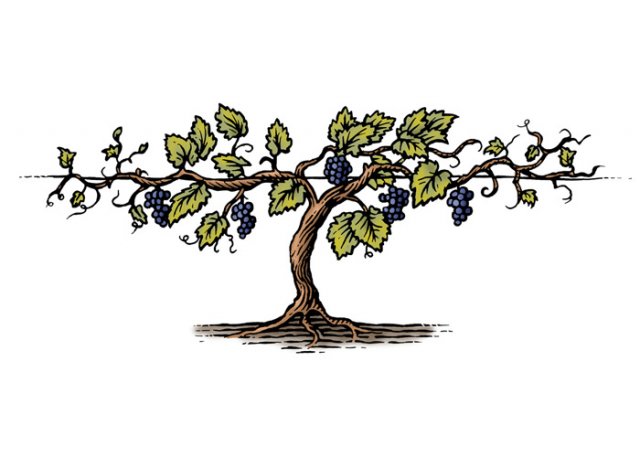 grapevine-woodcut