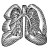 lungs-art