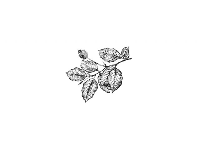 Beech-leaves