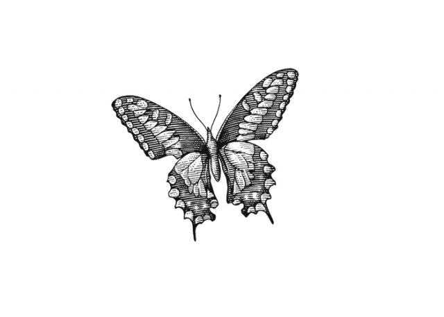 Butterfly-2