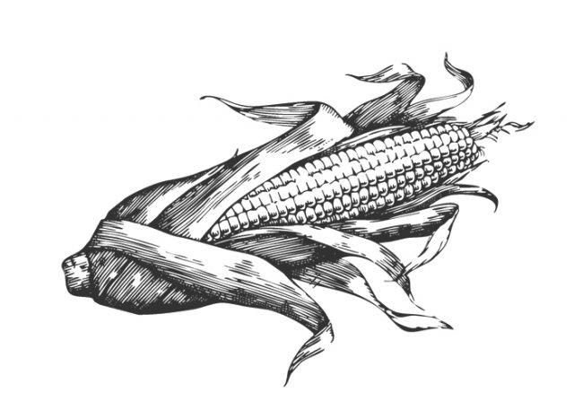 Ear-of-Corn