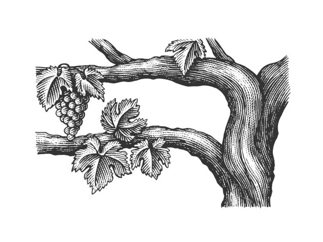 Grapevine-section