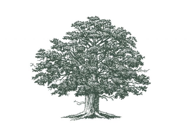 Large-Oak-Tree