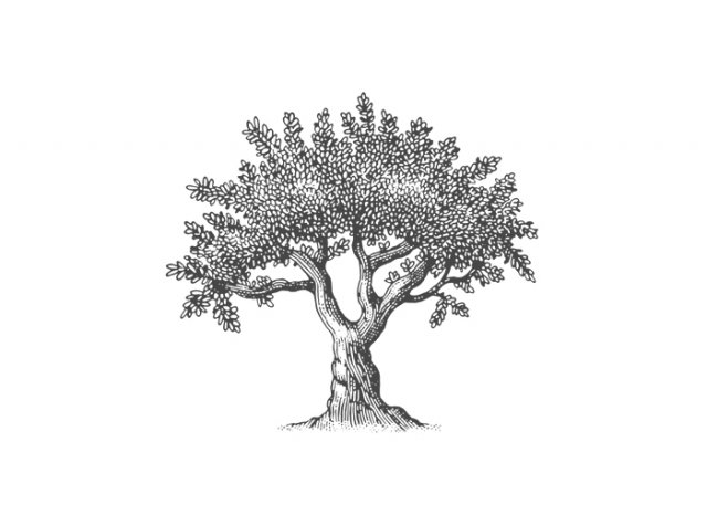 Old-Olive-Tree