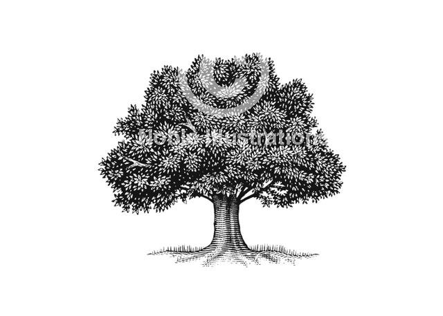 Tree-stock-1