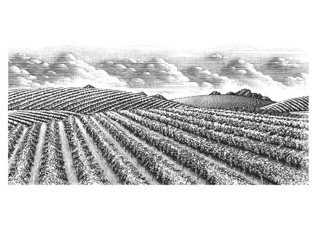 Vineyards-Stock-2