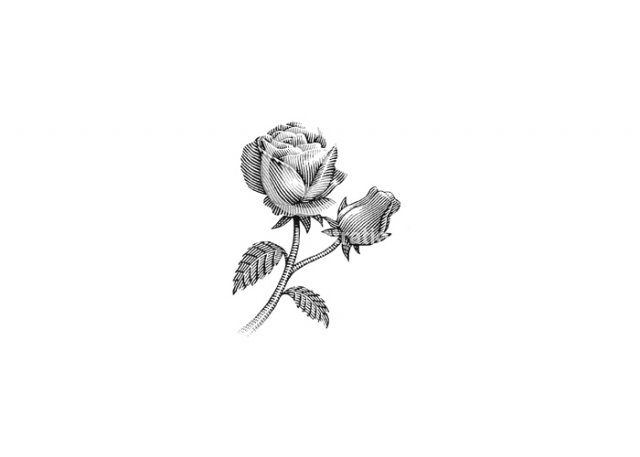roses-2