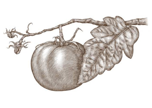 tomato-on-the-vine