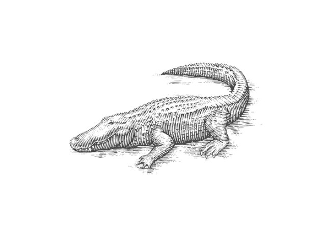alligator-1