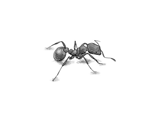 ant