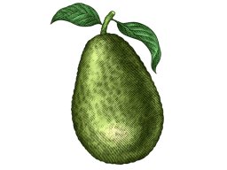 avocado-1