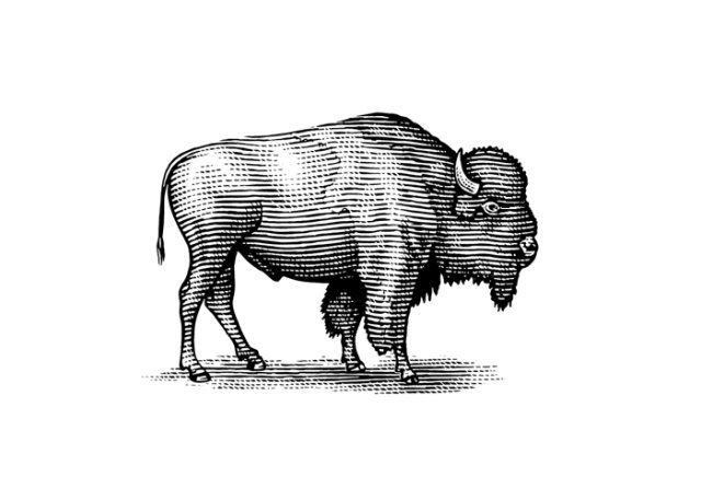 buffalo