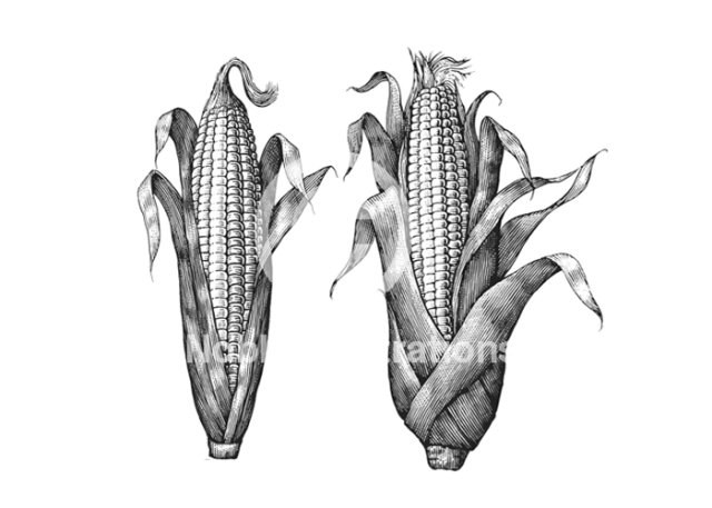 corn