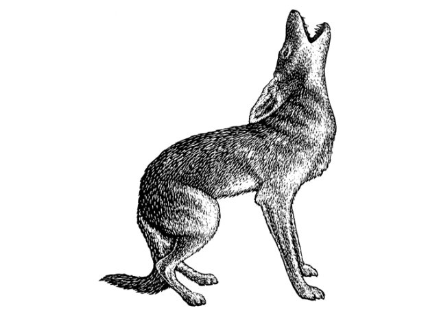 coyote