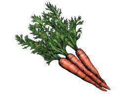carrots