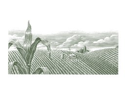cornfield