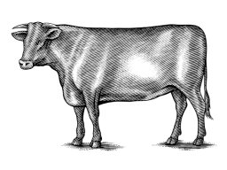 cow