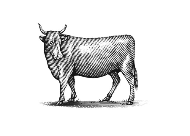 beef-cow