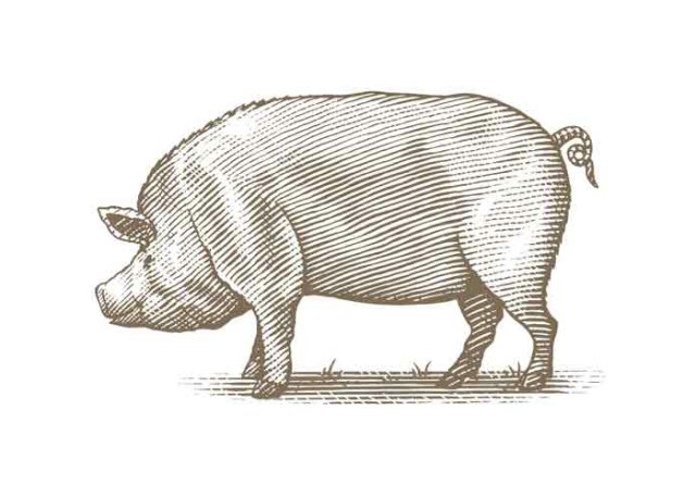 pig-woodcut