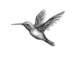 hummingbird-art