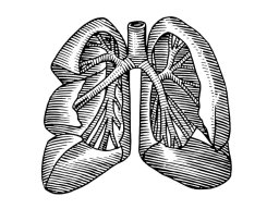 lungs-art