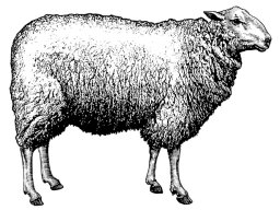 sheep-art-2