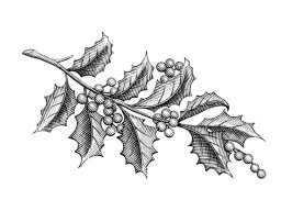 winter-berry-holly
