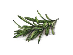 rosemary