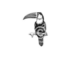 Toucan